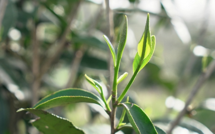 福建?武夷山兴田生态茶产业“以质突围”的科技密码_fororder_图片5